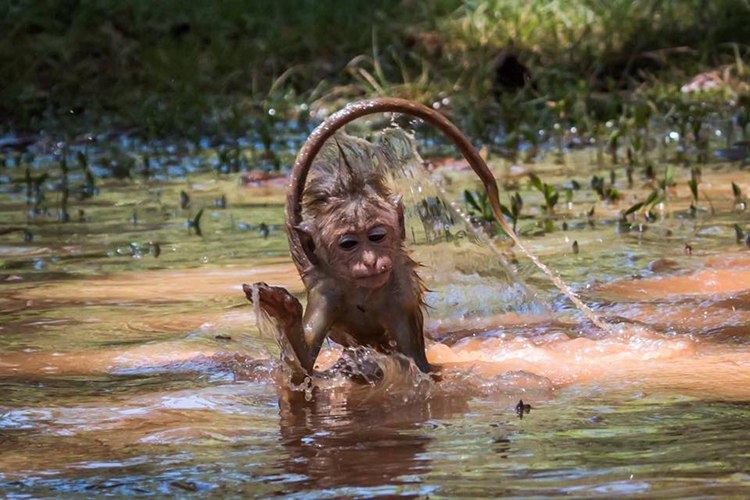 Sri Lanka wildlife Toque Macaque playing in water