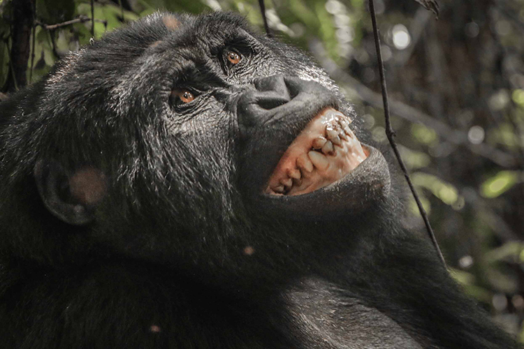 Gorilla seen on Uganda Gorilla Trekking tour