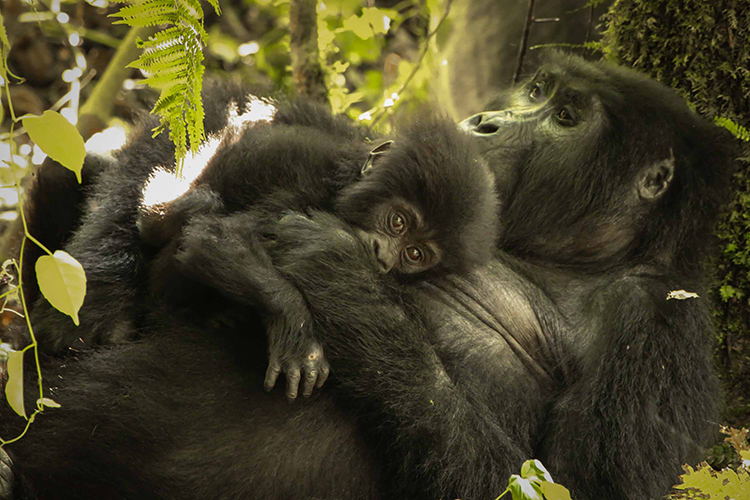 Mother and baby gorilla seen on Uganda Gorilla Trekking tour