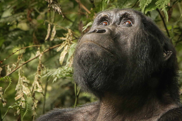 Silverback gorilla seen on Uganda Gorilla Trekking tour