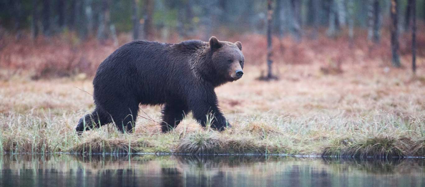 Finland bear watching image of a Brown Bear