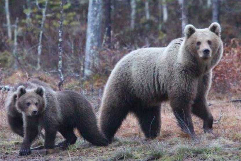 Finland wildlife tour image of brown bear and cub