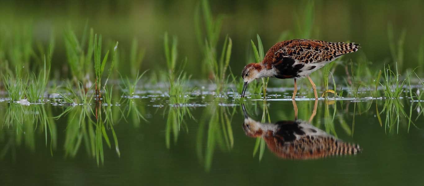 Danube Delta birding image of a Ruff