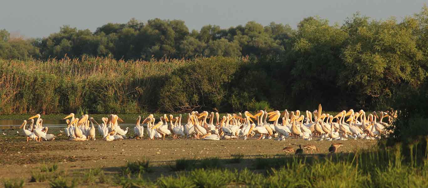 Danube delta wildlife image of Great White Pelicans