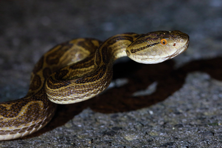Okinawa Habu Pit Viper snake seen on 9000 bird quest