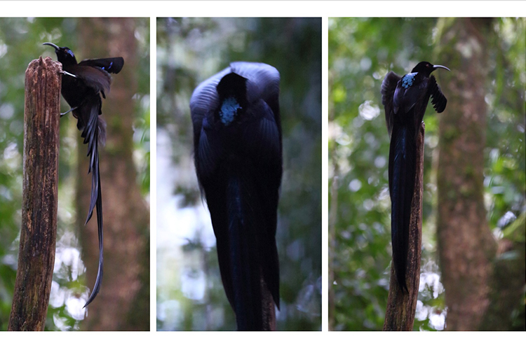 Black Sicklebill on Vogelkop Peninsula displaying cobra hood courtship dance on 9000 bird quest