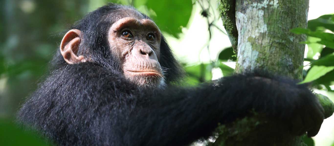 mahale mountains national park photo of young Chimpanzee