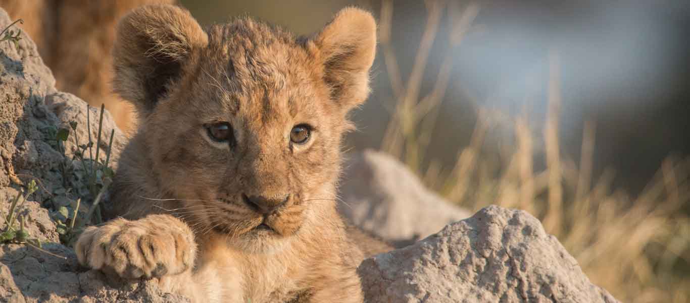 Selous game reserve photo of Lion cub