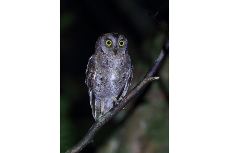 Ryukyu Scops Owl spotted in Amami Japan on 9000 bird quest