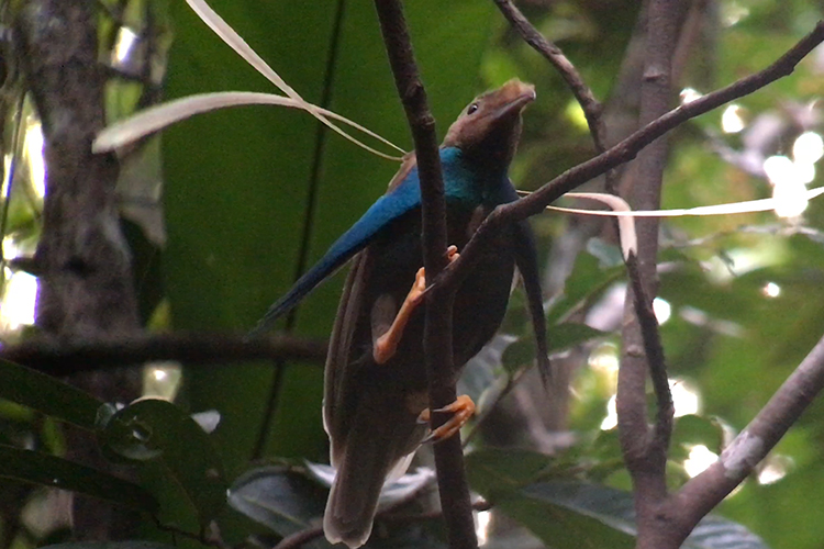 Wallace's Standardwing at Weda Bay Indonesia on 9000 bird quest