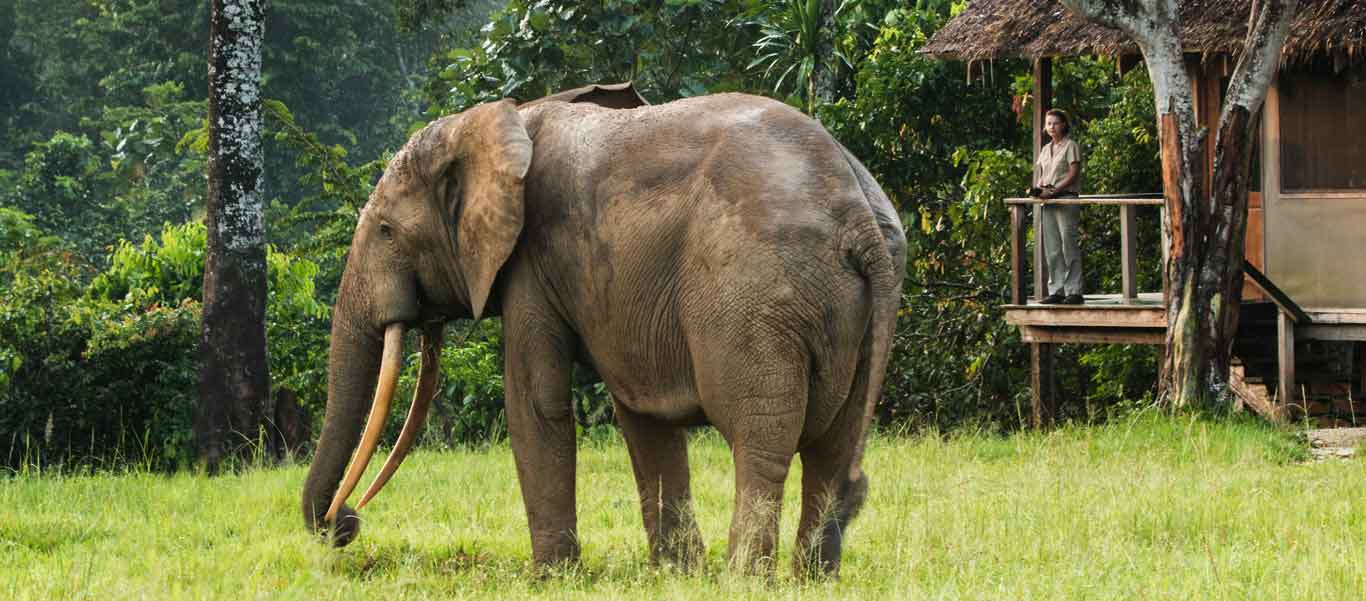 Congo gorilla tours photo of Forest Elephant, Mboko Camp