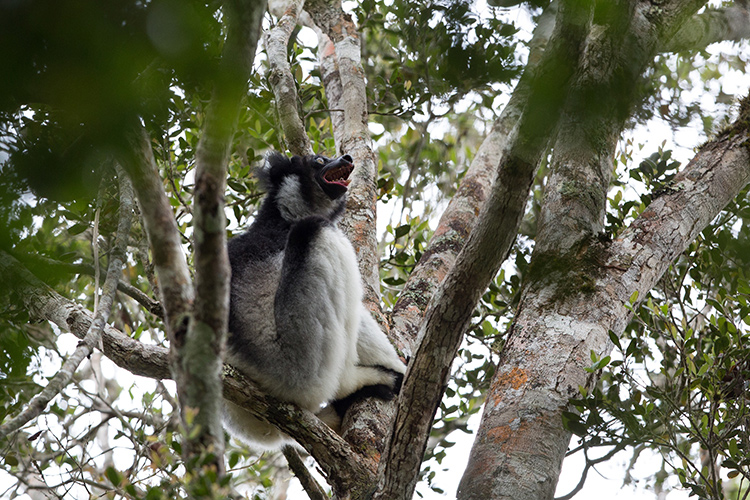 Indri wailing in tree in Madagascar