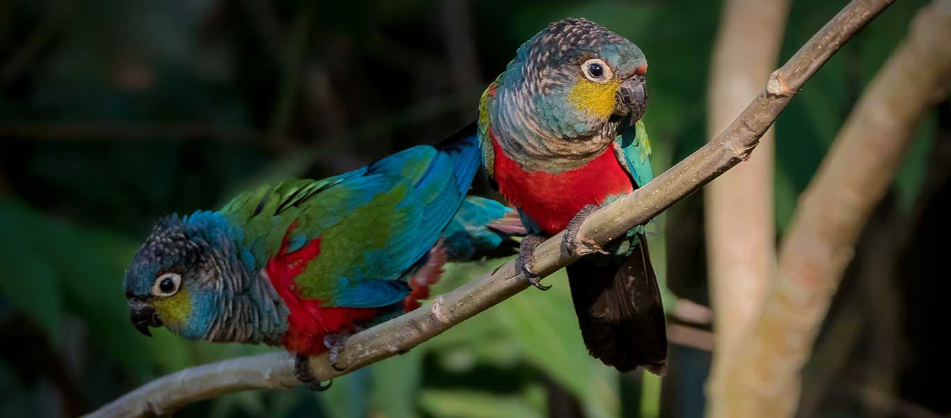 Amazon rainforest tours photo of Crimson-bellied Parakeets in Brazil