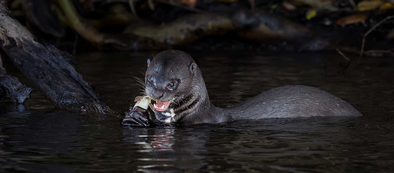 Amazon river cruise slide showing a Giant River Otter in Brazil