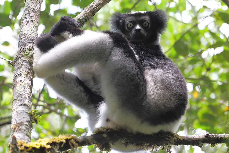 Indri in Madagascar