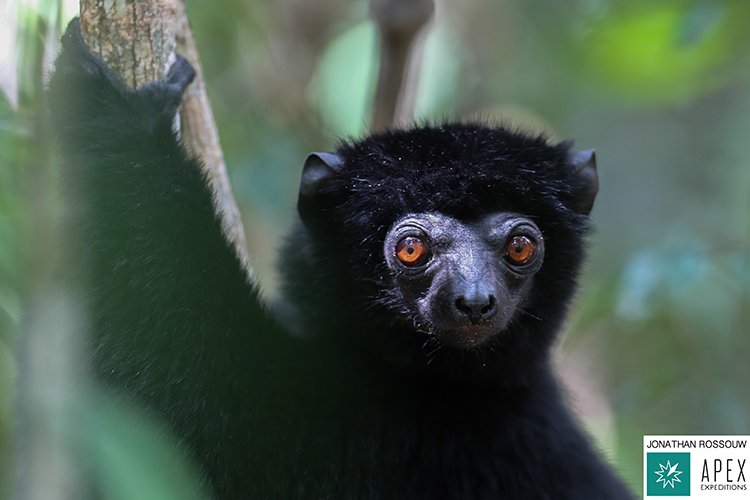 Perrier's Sifaka in Madagascar