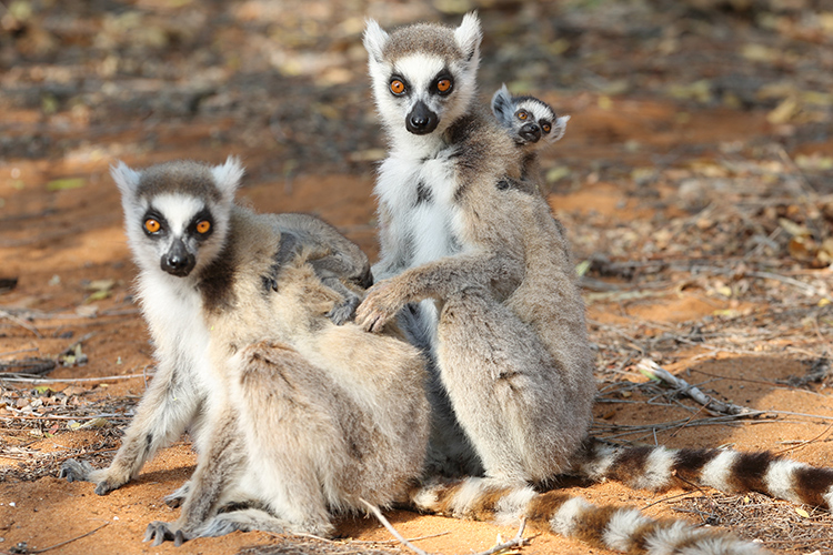 Ring-tailed Lemur family in Madagascar