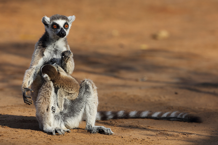 Ring-tailed Lemur nursing baby in Madagascar