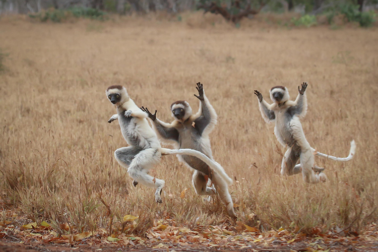Dancing Verreaux's Sifaka in Madagascar