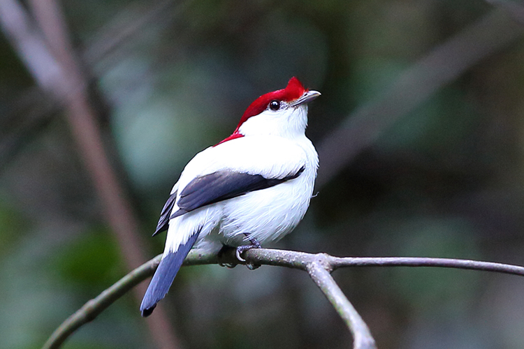 Araripe Manakin at Arajara Water Park Brazil seen on 9000 bird quest