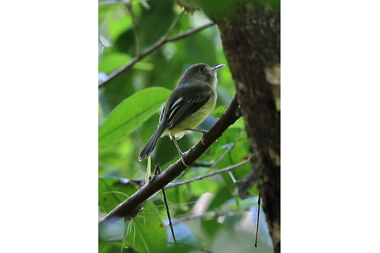 Kaempfers Tody Tyrant Volta Velha Brazil seen on 9000 bird quest