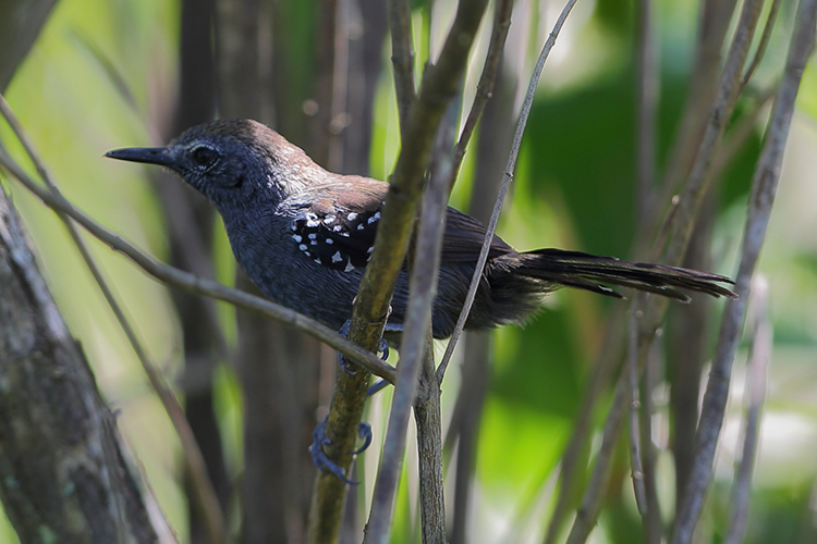 Marsh Antwren near Volta Velha Brazil seen on 9000 bird quest