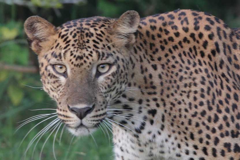 Sri Lanka tours photograph of a Leopard walking in Yala National Park