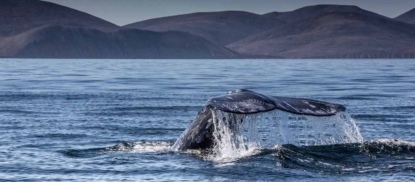 Russian Arctic cruise image of a Gray Whale fluke