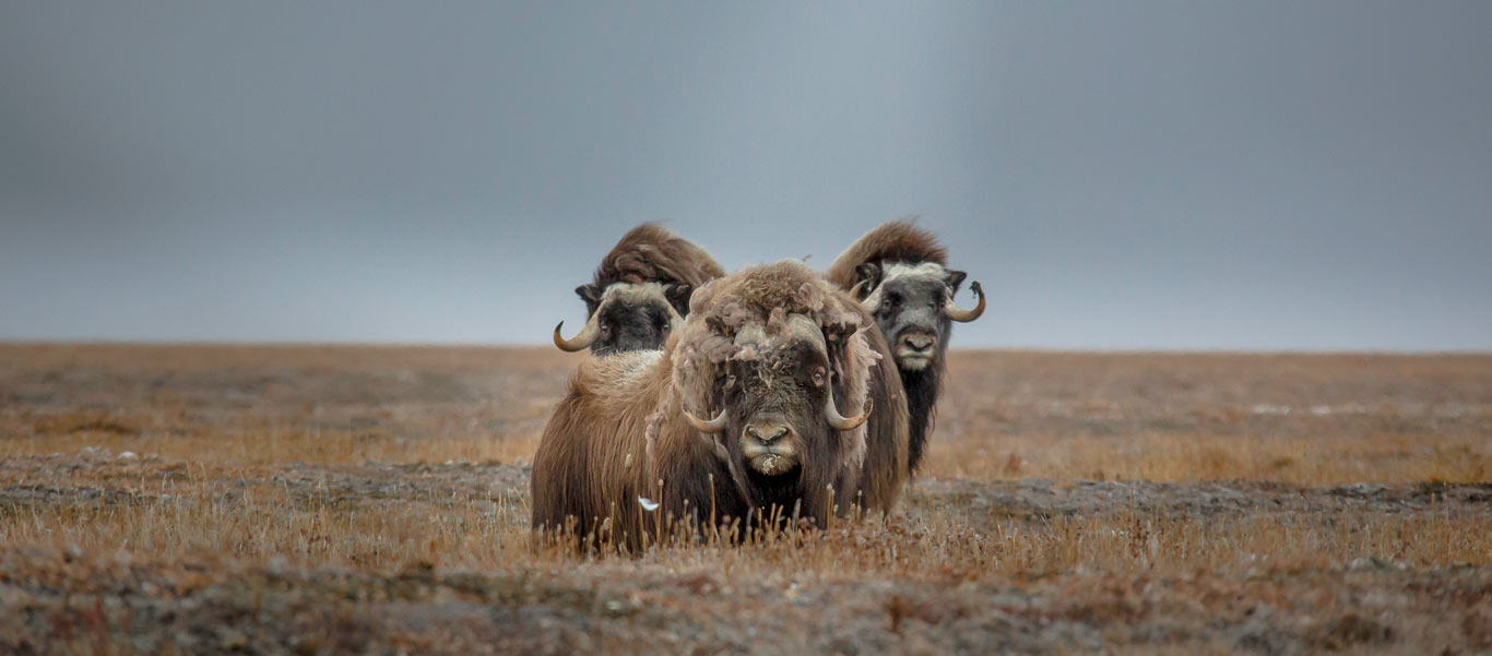 Russian Arctic cruise picture of Musk Oxen