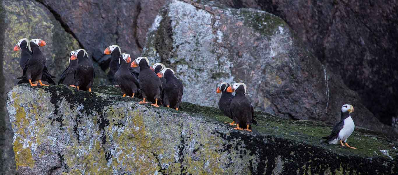 Wrangel Island travel photo of Tufted and Horned Puffins