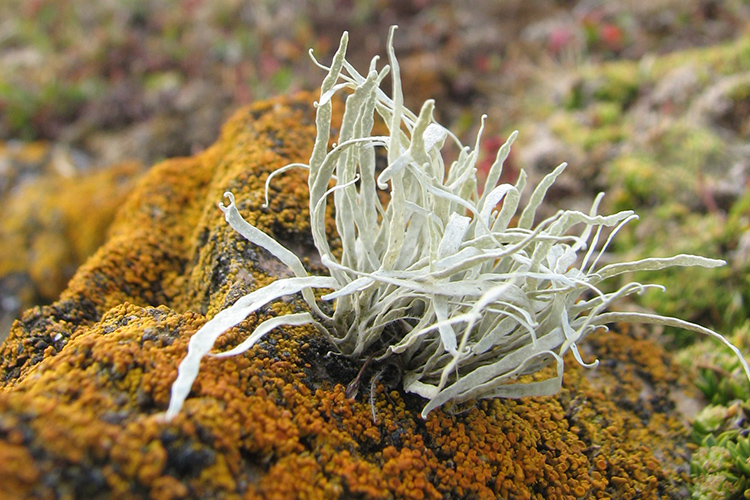 Image of lichen falkland islands