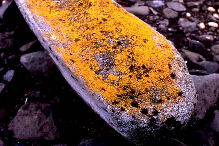Image of Verrucaria growing on a whale bone