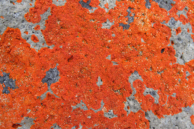Image of jewel lichen Xanthoria elegans