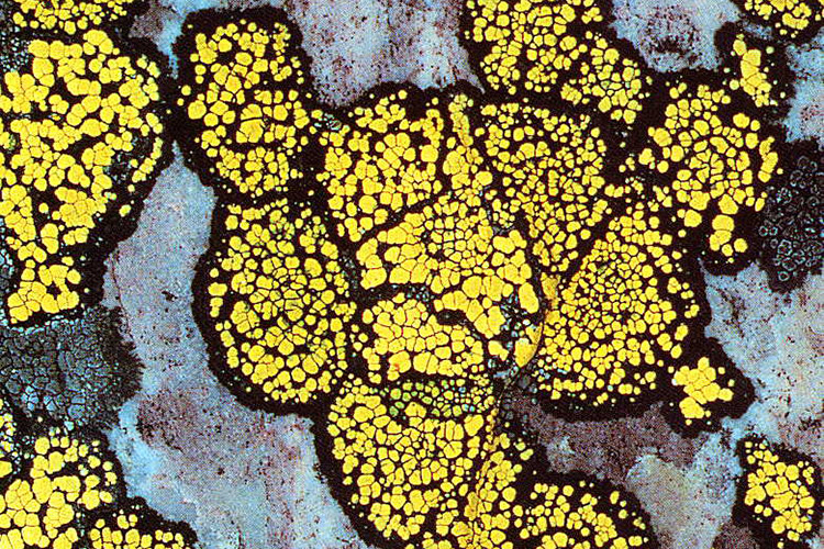 Image of map lichen Rhizocarpum geographicum