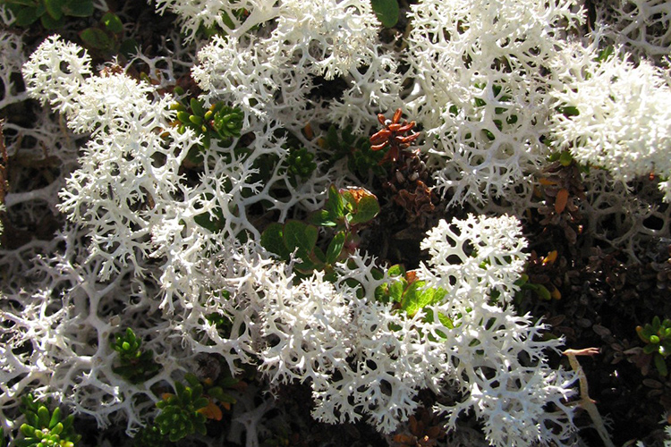 Image of reindeer lichen