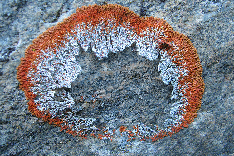 Image of sunburst map lichen