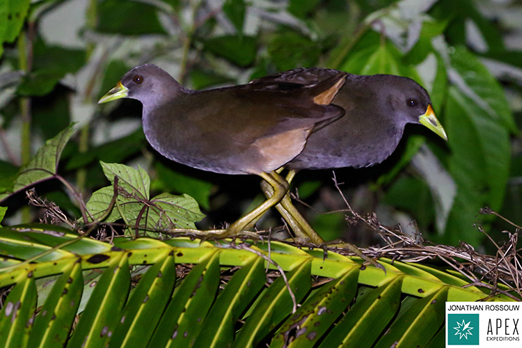 Pale vented bush hens at roost seen on 9000 bird quest
