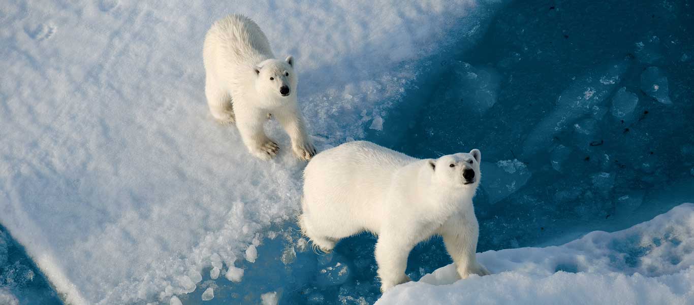 North Pole expedition image of two Polar Bears on ice.