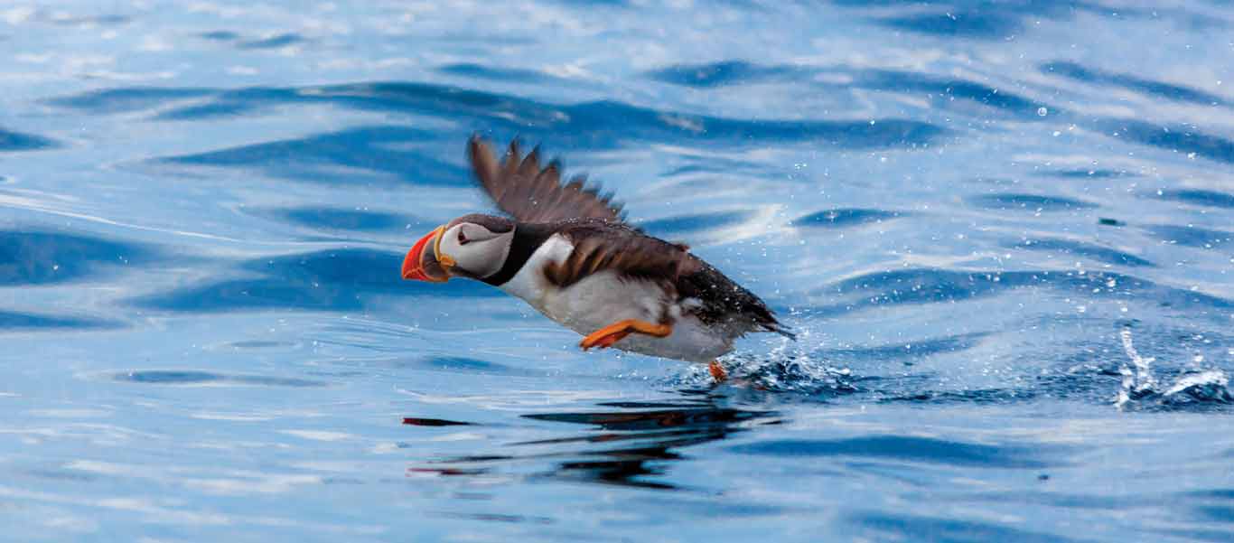 Visit Newfoundland photo of Atlantic Puffin