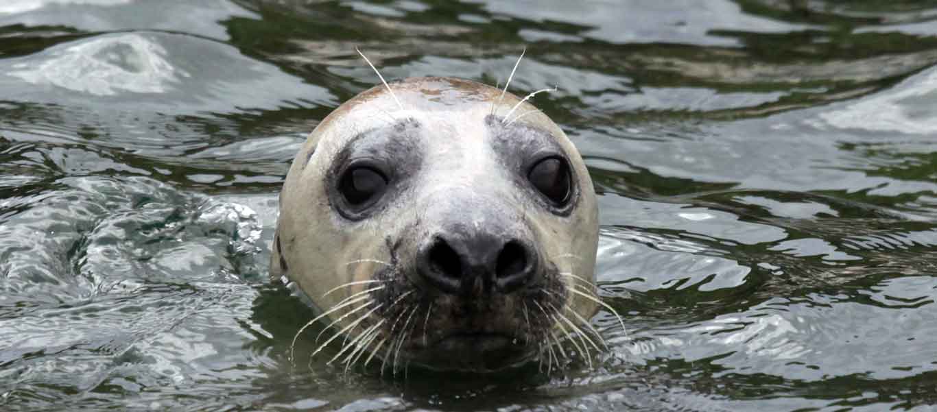 British Isles cruise photo of Grey Seal