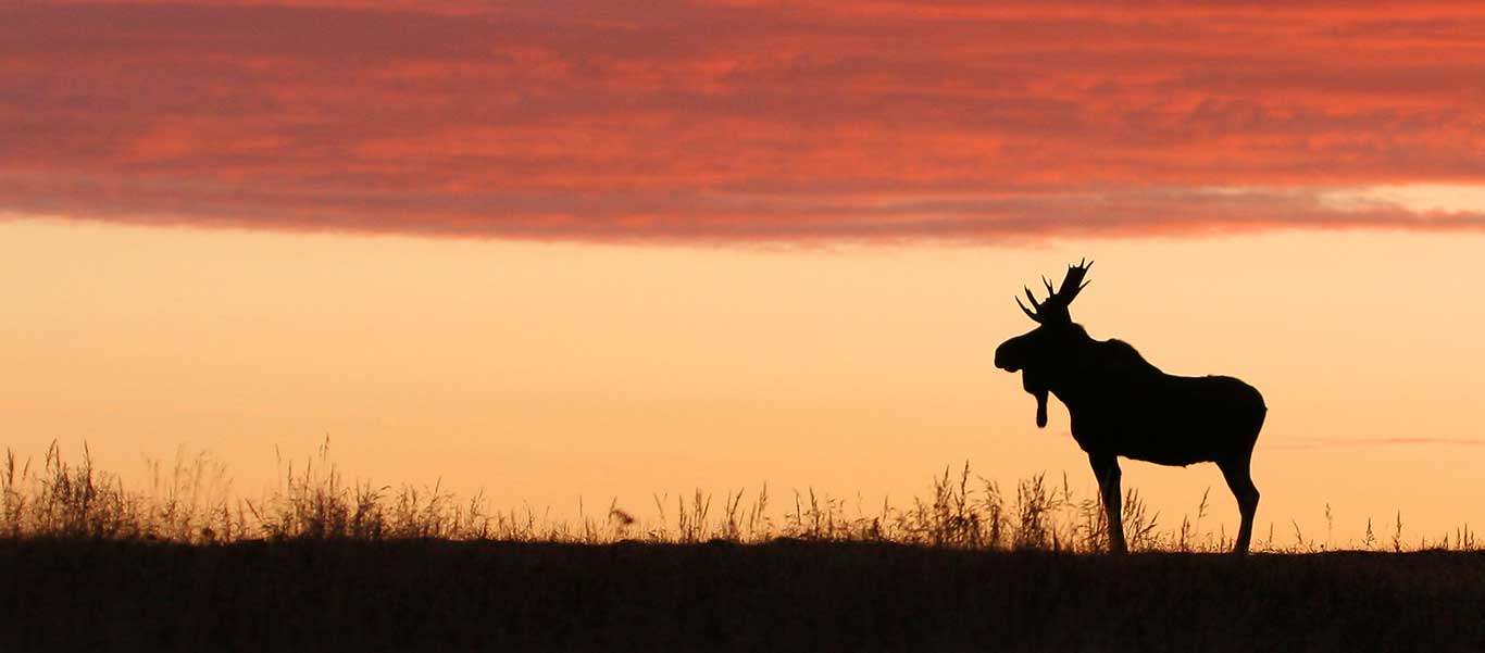 Newfoundland tours image of Moose at sunset