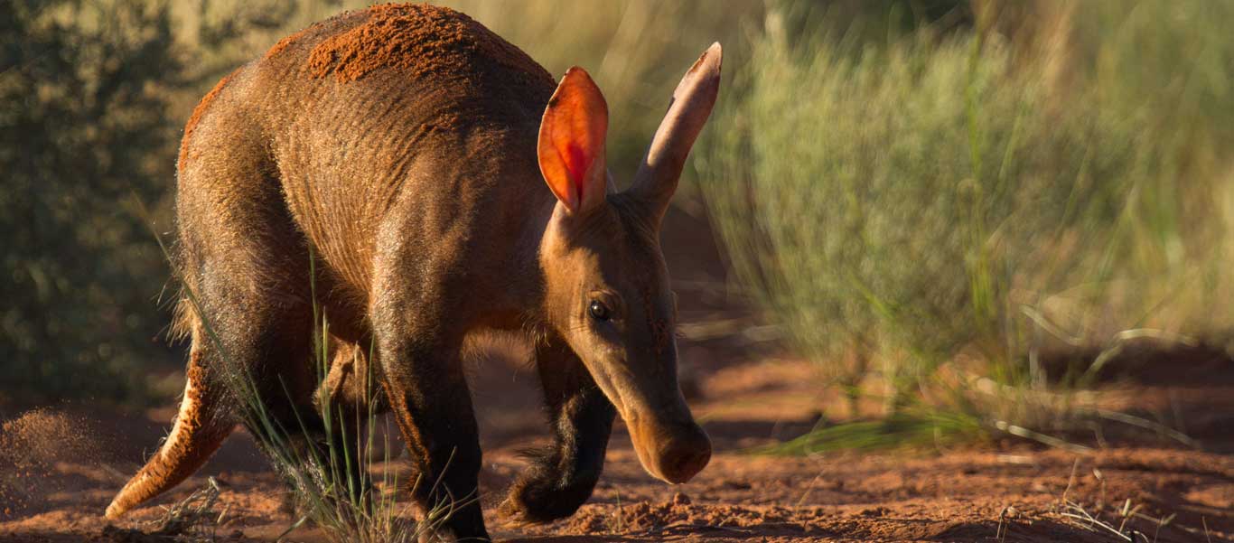 Image of an Aardvark in the Kalahari