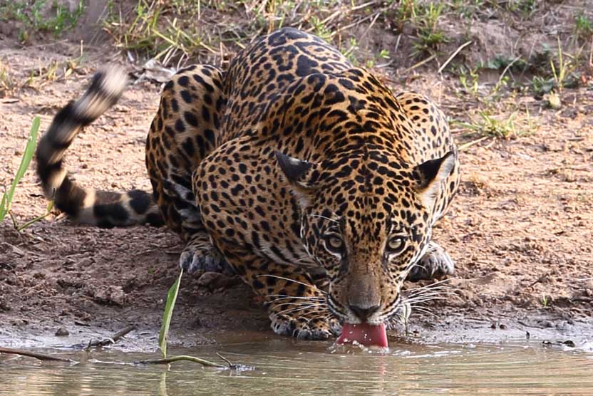 Brazil wildlife tours photo of jaguar drinking