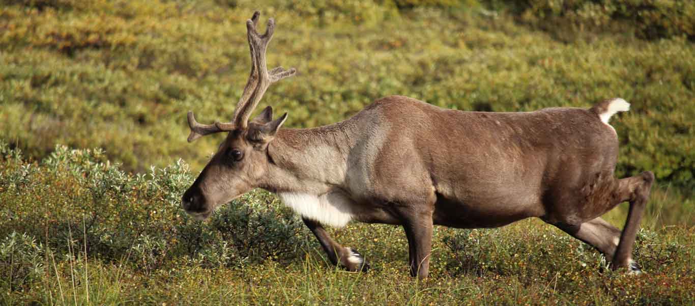 alaska wildlife tours image of a caribou