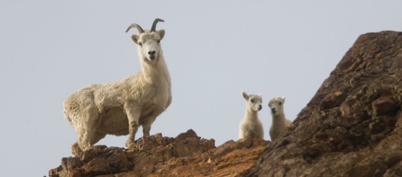 Alaska national parks tour image of Dall Sheep