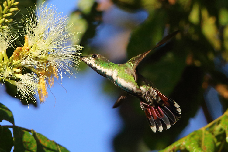 Female Veraguan Mango Panama