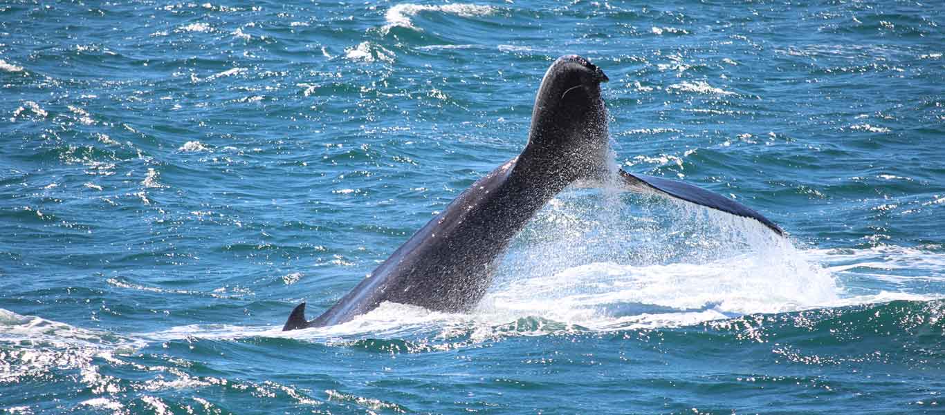 alaska wildlife tours photo of a Humpback Whale fluke in Kenai Fjords