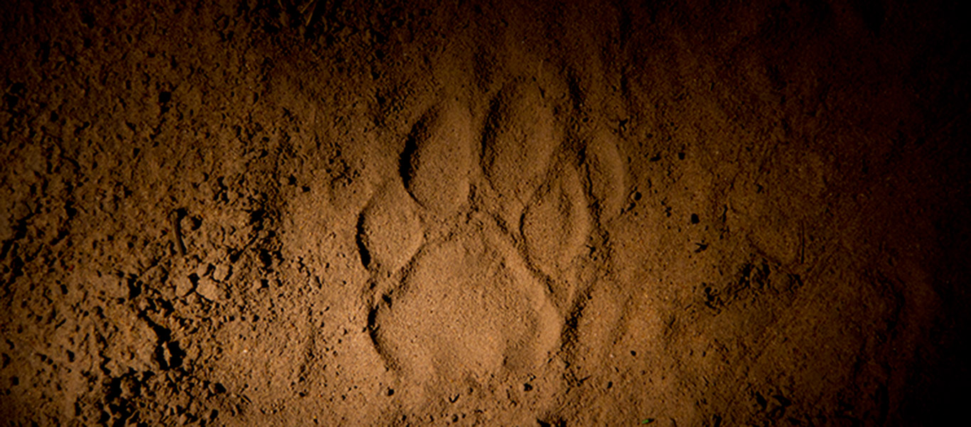 Jaguar tracks found in Brazil