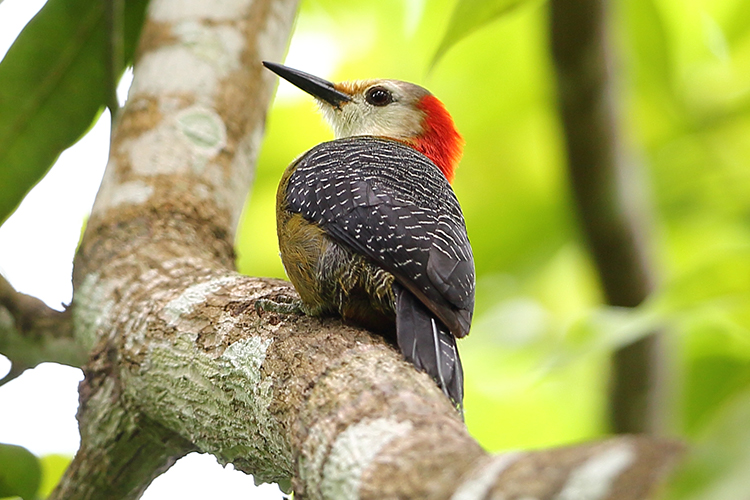 Jamaican Woodpecker Montego Bay