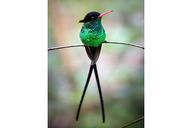 Red-billed Streamertail Jamaica